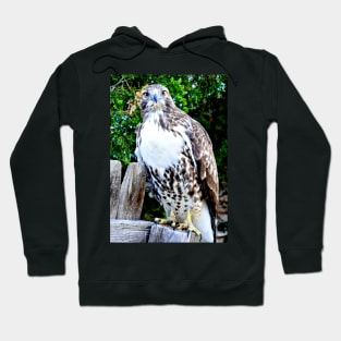 Red Tailed Hawk Hoodie